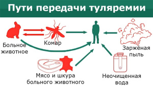 Туляремия - заячья болезнь: что это такое и чем опасно?