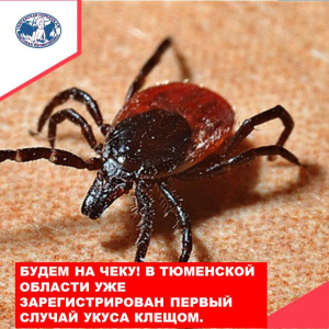 Если вас укусил клещ. Советы врача-инфекциониста