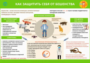 Все, что нужно знать о бешенстве!