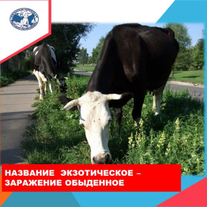 Инфекция, передающаяся от больных животных человеку  характеризующаяся множественным поражением органов и систем организма человека. О профилактике бруцеллёза в статье 
