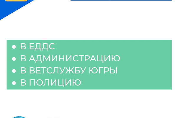 Что делать если укусила собака или кошка? 